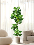 Planta Artificial Ficus