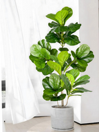 Planta Artificial Ficus