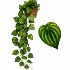 Planta Pendente De Hera, Jiboia e Melancia Com Vaso Decorativo