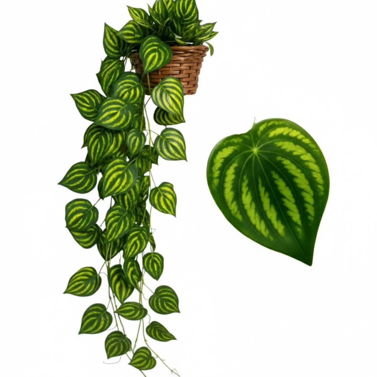 Planta Pendente De Hera, Jiboia e Melancia Com Vaso Decorativo