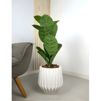 Planta Ficus Artificial Jiboia Com Vaso