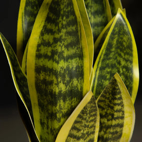 Planta Artificial