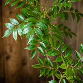 Planta Artificial 