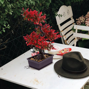 Planta Artificial Bonsai